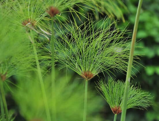 Cyperus Papyrus