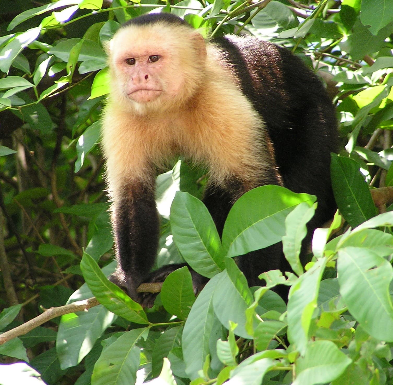 A capuchin monkey with a dark cap of fur on its head and a pale face, sitting on a branch.